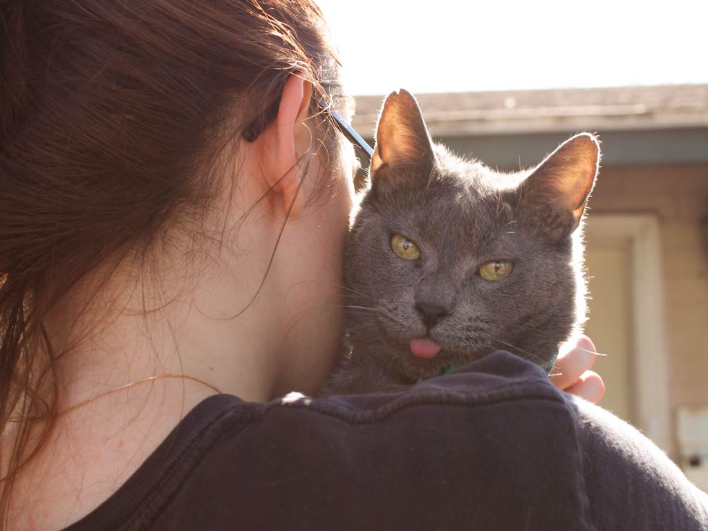 gray cat tongue out