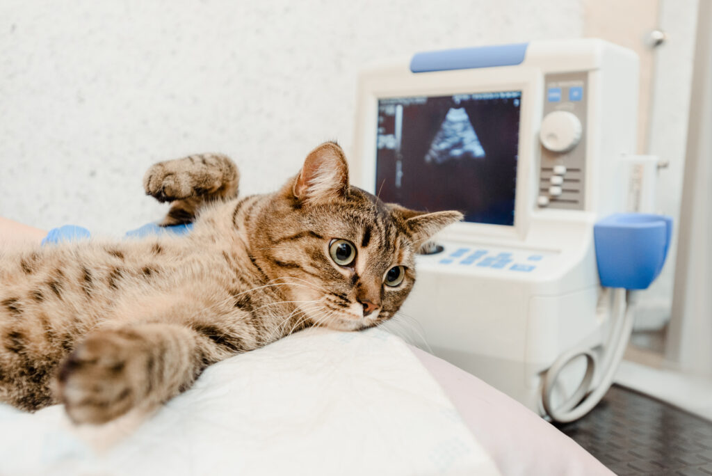 Ultrasound examination of cat